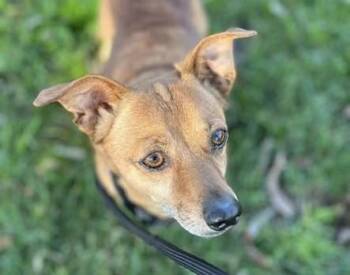 Chihuahua and Mixed Breed Dogs Available for Adoption - BARKER | PetCurious