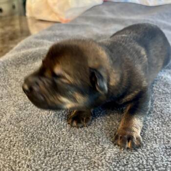 Doberman Pinscher and Shepherd Dogs Available for Adoption in Hawthorne, California - Silver | PetCurious