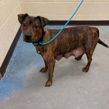 Mixed Breed Dogs Available for Adoption in Memphis, Tennessee - COPPER | PetCurious