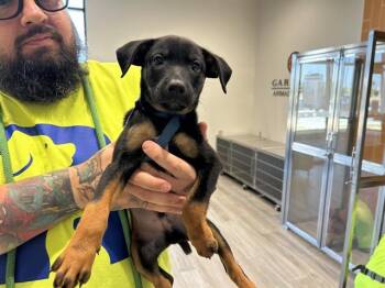 FLYNN -  Rottweiler Dog for Adoption in Rowlett, Texas - FLYNN | PetCurious