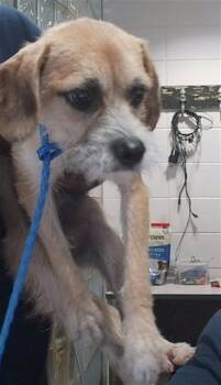 KAWASAKI NINJA -  Cairn Terrier and Mixed Breed Dog for Adoption - KAWASAKI NINJA | PetCurious