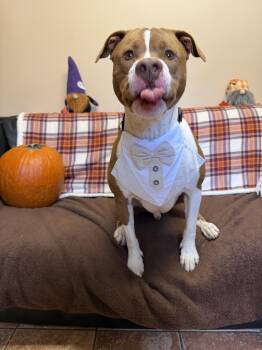 Rescue Pit Bull Terrier Dogs for Adoption in Rock Hill, New York - Chong | PetCurious