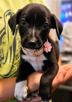 Barred Bombshell -  Labrador Retriever and Terrier Dog for Adoption in El Dorado, Arkansas - Barred Bombshell | PetCurious