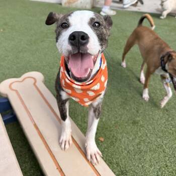 Kimber -  Pit Bull Terrier Dog for Adoption in Springfield, Missouri - Kimber | PetCurious