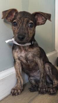 Shih Tzu and Chihuahua Dogs Available for Adoption in Valley Stream, New York - London | PetCurious