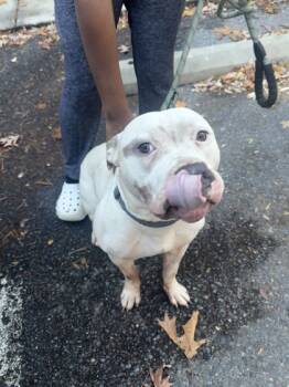 Rescue Mixed Breed Dogs for Adoption in West Chester, Pennsylvania - Pumpkin | PetCurious