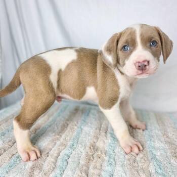 Terrier Dogs Available for Adoption in Lufkin, Texas - Blackberry | PetCurious