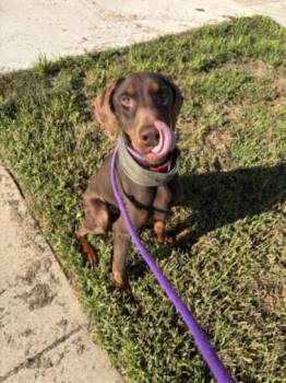 RAPSCALLION -  Doberman Pinscher Dog for Adoption in Derwood, Maryland - RAPSCALLION | PetCurious