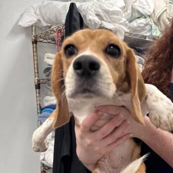 Oatmeal aka UAI4 - 2718 aka DARLA -  Beagle Dog for Adoption in Loxahatchee Groves, Florida - Oatmeal Aka UAI4 - 2718 Aka DARLA | PetCurious