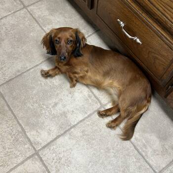 Roo -  Dachshund Dog for Adoption in Chickasha, Oklahoma - Roo | PetCurious