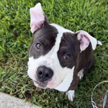 Petre -  Pit Bull Terrier Dog for Adoption in Chesapeake, Virginia - Petre | PetCurious