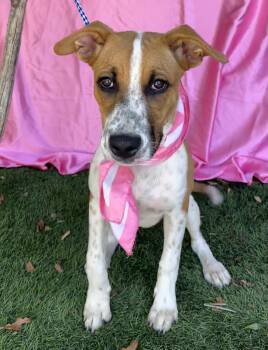 LINDY -  Shepherd Dog for Adoption in Rowland Heights, California - LINDY | PetCurious