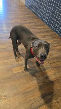 Rescue Pit Bull Terrier and Labrador Retriever Dogs for Adoption in Eastpointe, Michigan - Gates! | PetCurious