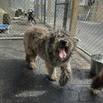 Poodle Dogs Available for Adoption - Boba | PetCurious
