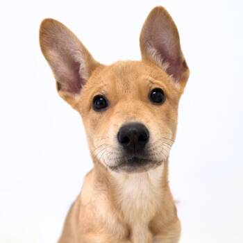 Nevada -  German Shepherd Dog and Cattle Dog Dog for Adoption in Scottsdale, Arizona - Nevada | PetCurious