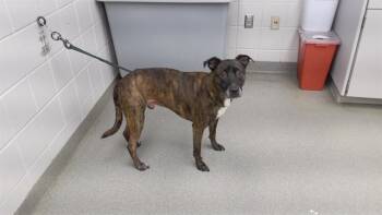 Rescue Catahoula Leopard Dog and Mixed Breed Dogs for Adoption in Omaha, Nebraska - CAS | PetCurious