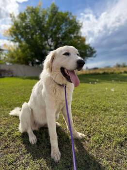 Ellie -  Great Pyrenees Dog for Adoption in Bountiful, Utah - Ellie | PetCurious
