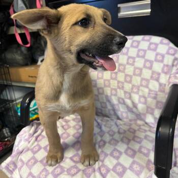 Shepherd Dogs Available for Adoption - Joey | PetCurious
