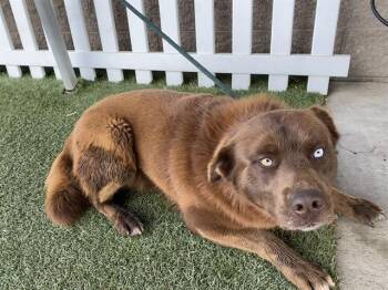 Australian Shepherd and Mixed Breed Dogs Available for Adoption - ROLLY | PetCurious