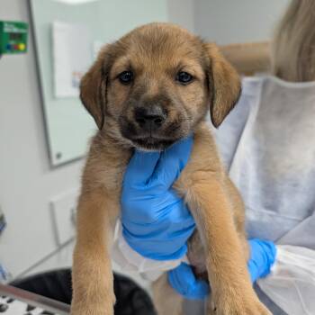 Honeydew -  Mixed Breed Dog for Adoption in Greenville, South Carolina - Honeydew | PetCurious