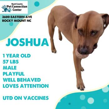 JOSHUA  Available NOW - ADOPTION or RESCUE! -  Mixed Breed Dog for Adoption in Nashville, North Carolina - JOSHUA  Available NOW - ADOPTION Or RESCUE! | PetCurious