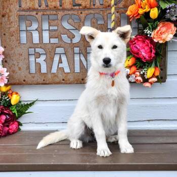 Terrier and Mixed Breed Dogs Available for Adoption in Prescott, Arizona - Ivy | PetCurious