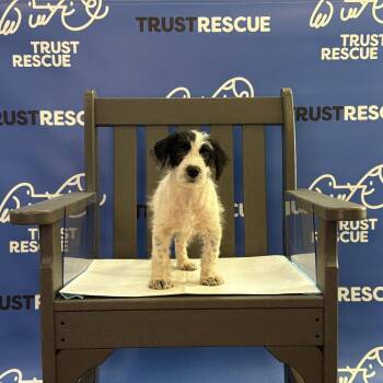 HUCK -  Terrier Dog for Adoption in Waterford, New Jersey - HUCK | PetCurious