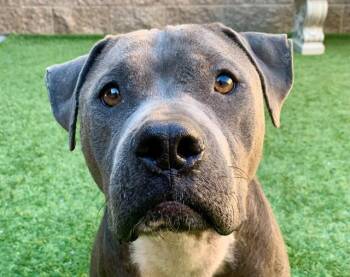 SAVE ME PLEASE Blume - IDA554299 -  Pit Bull Terrier Dog for Adoption in San Marcos, California - SAVE ME PLEASE Blume - IDA554299 | PetCurious