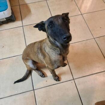 Fabulous "Fab"- located in Texas -  Belgian Shepherd Malinois Dog for Adoption in Imlay City, Michigan - Fabulous "Fab"- Located In Texas | PetCurious