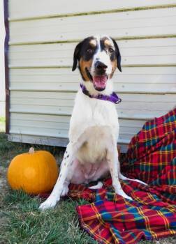 Rescue Bluetick Coonhound and Bernese Mountain Dog Dogs for Adoption in Van Wert, Ohio - Peppa | PetCurious