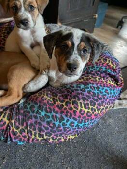 Blaze - fostered in KC -  Beagle and Australian Shepherd Dog for Adoption in Overland Park, Kansas - Blaze - Fostered In KC | PetCurious