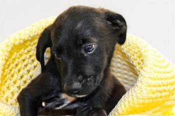 GRIFFIN -  Labrador Retriever and Mixed Breed Dog for Adoption in Fort Lauderdale, Florida - GRIFFIN | PetCurious