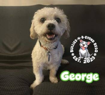 George -  Terrier Dog for Adoption in Omaha, Nebraska - George | PetCurious