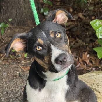 Frankie -  Border Collie Dog for Adoption in Meherrin, Virginia - Frankie | PetCurious