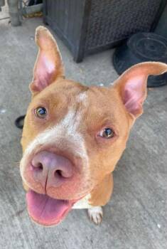 Blini -  Pit Bull Terrier Dog for Adoption in Chicago, Illinois - Blini | PetCurious