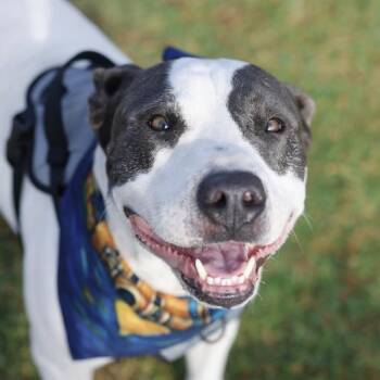 OAK -  American Staffordshire Terrier Dog for Adoption in San Antonio, Texas - OAK | PetCurious