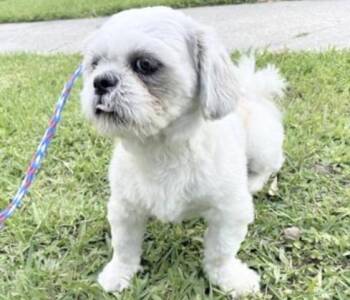 Shih Tzu Dogs Available for Adoption in Houston, Texas - A656314 | PetCurious