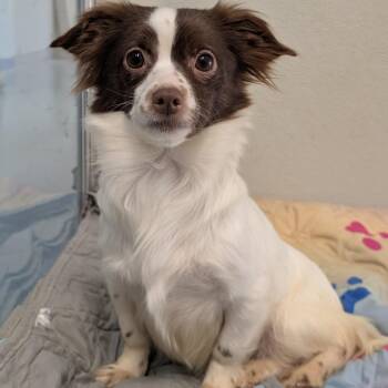 Chihuahua and Mixed Breed Dogs Available for Adoption - Princess | PetCurious