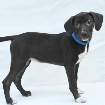 Kashley -  Black Labrador Retriever and Mixed Breed Dog for Adoption in South Elgin, Illinois - Kashley | PetCurious