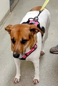 Rescue Hound and Mixed Breed Dogs for Adoption in Cincinnati, Ohio - River | PetCurious