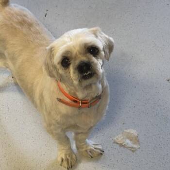 Big Mac -  Shih Tzu Dog for Adoption in Lake Jackson, Texas - Big Mac | PetCurious
