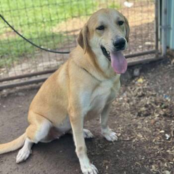 Rescue Labrador Retriever Dogs for Adoption in Anahuac, Texas - Katy | PetCurious