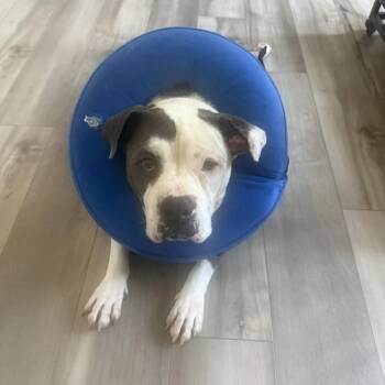 Elise -  American Bully and American Bulldog Dog for Adoption in Lakeside, California - Elise | PetCurious