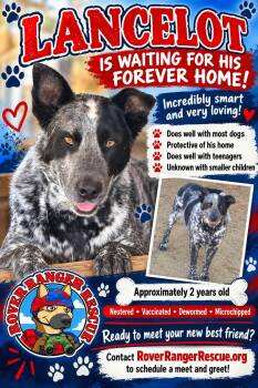 Lancelot -  Cattle Dog Dog for Adoption in Wrightwood, California - Lancelot | PetCurious