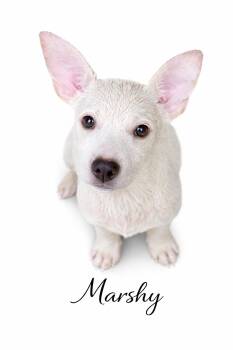 Mixed Breed Dogs Available for Adoption - Marshy | PetCurious