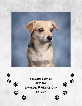 Selena Gomez -  Chihuahua Dog for Adoption in Las Vegas, New Mexico - Selena Gomez | PetCurious