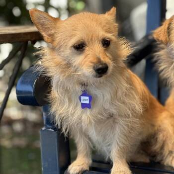Lucky -  Terrier and Mixed Breed Dog for Adoption in San Francisco, California - Lucky | PetCurious