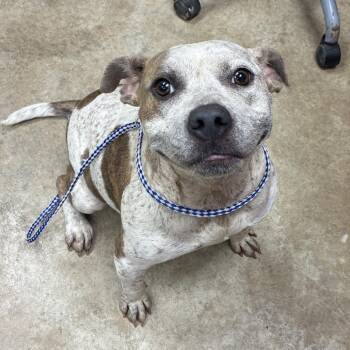 Macey - 071302U -  Terrier and Mixed Breed Dog for Adoption in Tupelo, Mississippi - Macey - 071302U | PetCurious