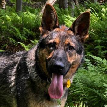 Kai (26-248) -  German Shepherd Dog Dog for Adoption in New Ringgold, Pennsylvania - Kai (26-248) | PetCurious