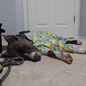 Staffordshire Bull Terrier and Labrador Retriever Dogs Available for Adoption in Austin, Texas - Picasso | PetCurious